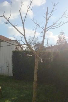 Taille arbres fruitié