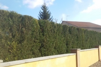 Taille de haies