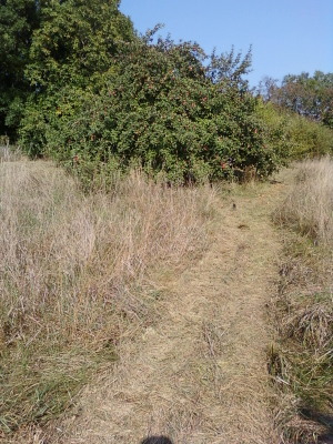 Débroussaillage de verger